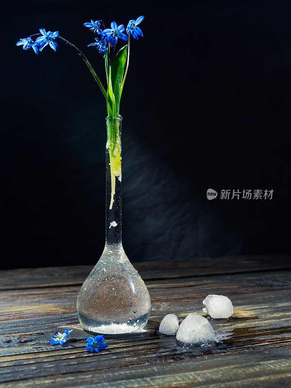 黑色的仍然有蓝色的花(scilla siberica)